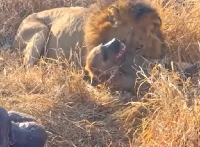 Linh cẩu nhận cái kết thảm khi bị sư tử "đánh úp" giữa bữa ăn