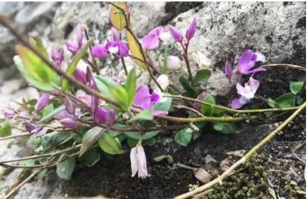 Nó là 1 loài cây dại cổ xưa, phải vào rừng tìm mới thấy, ngày nay được hái đem về bán với giá hơn 300.000 đồng/kg