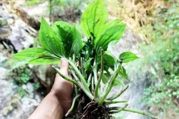 Thực vật mọc đầy ở Việt Nam, cứ nghĩ là cây dại bình thường nhưng ở nước ngoài bán hơn nửa triệu/kg