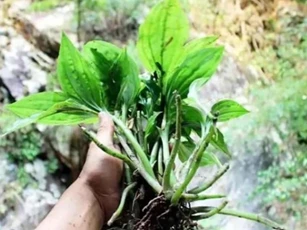 Thực vật mọc đầy ở Việt Nam, cứ nghĩ là cây dại bình thường nhưng ở nước ngoài bán hơn nửa triệu/kg