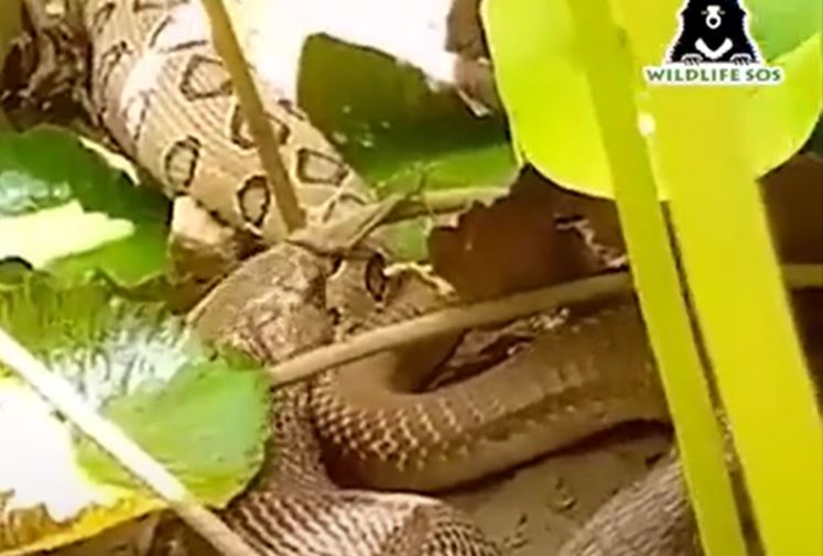 Clip: Kinh hãi cảnh rắn hổ mang Ấn Độ nuối chửng rắn lục