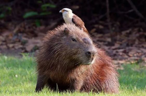 Loại động vật tự ăn phân của mình, ngay cả cá sấu cũng thèm thuồng!