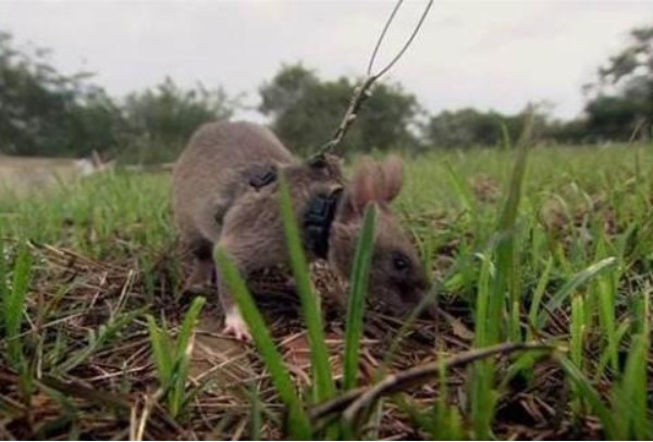 Những con chuột có thực sự khó chịu? Loại chuột vĩ đại nhất thế giới, liều mạng bảo vệ loài người nhưng ít người biết