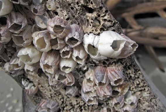 Loài vật có 'của quý' lớn nhất thế giới và cách giao phối đầy ám ảnh của con đực với con cái