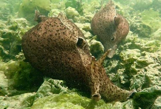 Loài vật biến thái nhất thế giới: Thích ân ái thác loạn, ngoại hình kỳ dị nhìn cũng đủ rùng mình