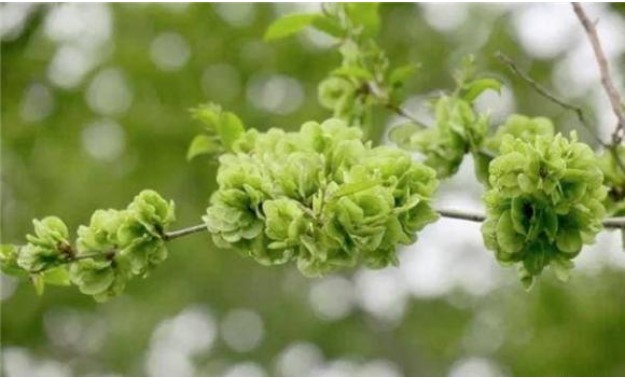 C&#xF3; c&#xE2;u: &#x27;Ng&#x1B0;&#x1EDD;i ngh&#xE8;o kh&#xF4;ng ch&#x1EB7;t ba lo&#x1EA1;i c&#xE2;y th&#xEC; con ch&#xE1;u s&#x1EBD; &#x111;&#x1B0;&#x1EE3;c b&#x1EA3;o v&#x1EC7;&#x27;, &#x111;&#xF3; l&#xE0; ba lo&#x1EA1;i c&#xE2;y n&#xE0;o?