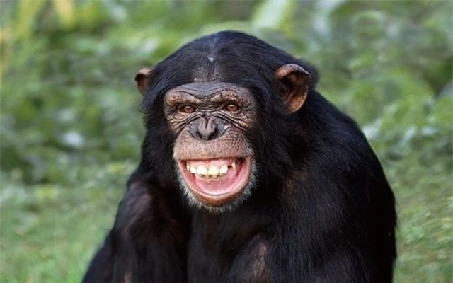 chimpanzee-smiling3447413btransnvbqzqnjv4bqpjliwavx4cowfcaekesb3kvxit-lggwcwqwlarxju8-15264671011511292273606