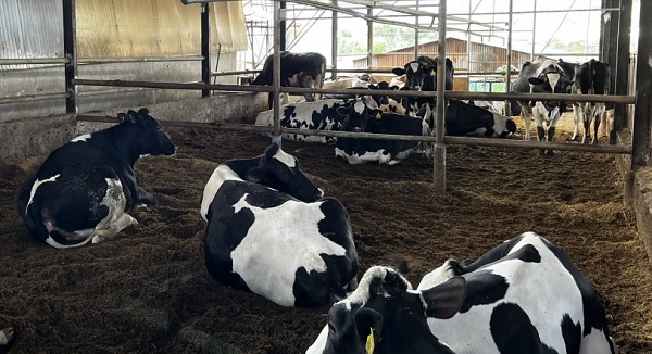 5.812 con bò sữa tại Lâm Đồng mắc bệnh