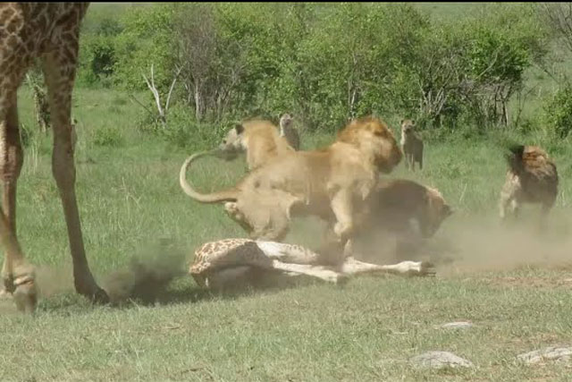 CLIP: Hươu cao cổ mẹ bất lực nhìn đứa con trở thành bữa ăn cho linh cẩu và sư tử