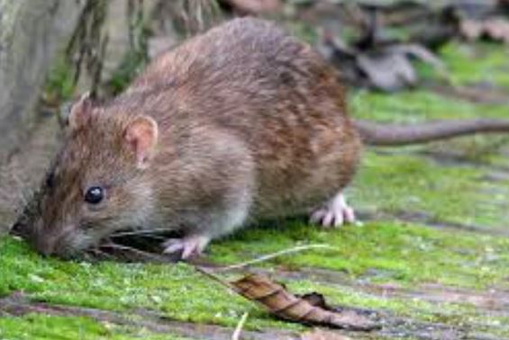 Loại động vật ‘sống dai’ nhất thế giới, sống sót qua bom nguyên tử: Giết chết nhiều người hơn chiến tranh?