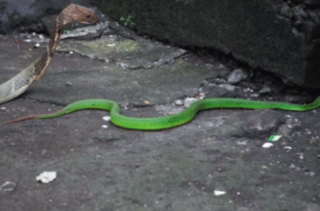 Clip: Cuộc đối đầu kịch tính giữa rắn hổ mang chúa và rắn lục đuôi đỏ