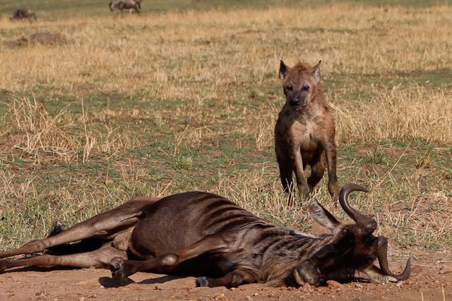 CLIP: Linh dương đầu bò tuyệt vọng khi bị thương và chạm trán với linh cẩu đói