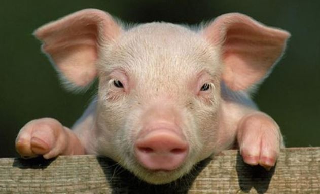 Bất ngờ 7 loài động vật thông minh nhất thế giới: Cá heo đứng thứ 2, 'sốc' nặng với vị trí của lợn