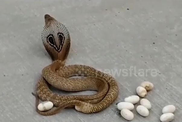 Clip: Rắn hổ mang vô tư đẻ trứng giữa phố đông người