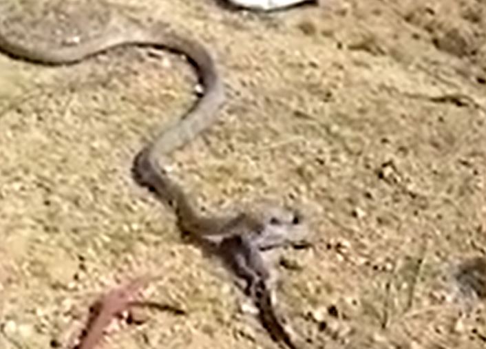 Clip: Ớn lạnh cảnh rắn hổ mang chúa nôn ra kỳ đà khổng lồ