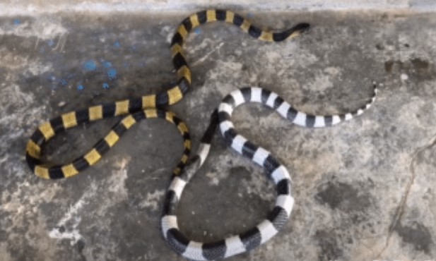 Clip: So sánh độ mạnh nọc độc của rắn cạp nia, cạp nong, hổ mang chúa: Kết quả bất ngờ