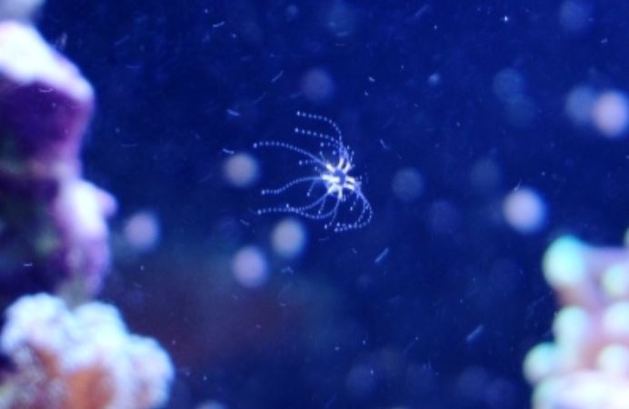 Loài vật 'ngoài hành tinh' bé bằng móng tay người, có khả năng tự mọc xúc tu chỉ sau 3 ngày bị cắt cụt