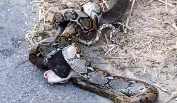 Clip: Cuộc chiến kinh hoàng của trăn gấm và rắn hổ mang chúa