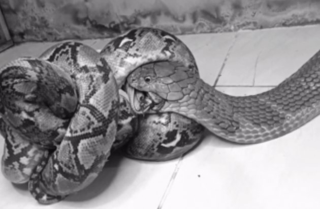 Clip: Cuộc chiến 'sinh tử' giữa rắn hổ mang chúa và trăn vua