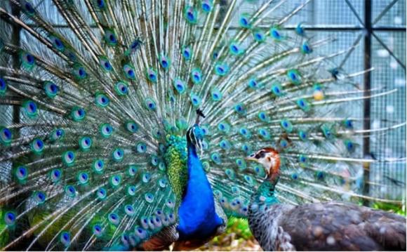 Trong thế giới động vật, con đực thường đẹp hơn con cái, tại sao ở thế giới loài người lại ngược lại?