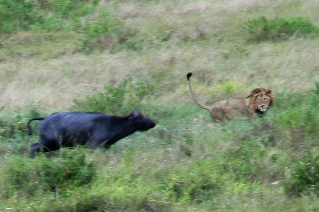 CLIP: Trâu rừng nhận ‘cái kết đắng’ vì liều lĩnh tấn công sư tử