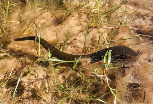 Nếu con đỉa ban đầu vô tình bị ai đó ăn thịt, liệu con đỉa có còn sống sót trong dạ dày con người không?