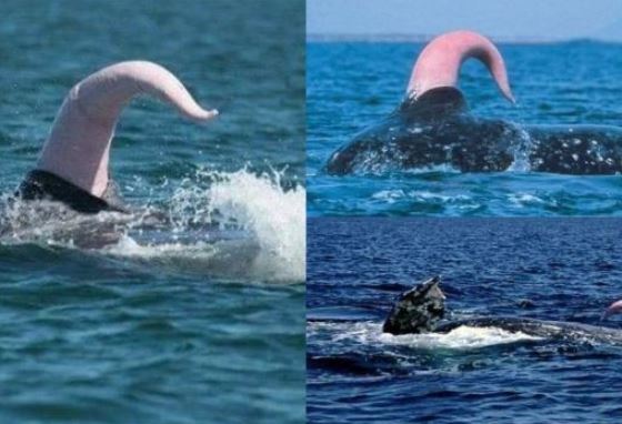 Loài vật có ‘của quý’ khủng nhất lịch sử Trái đất: Rất nổi tiếng ở Việt Nam, nhìn là đủ choáng váng