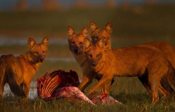 Việt Nam sở hữu loại động vật quý hiếm thuộc Sách đỏ, là kẻ thù không đội trời chung với hổ