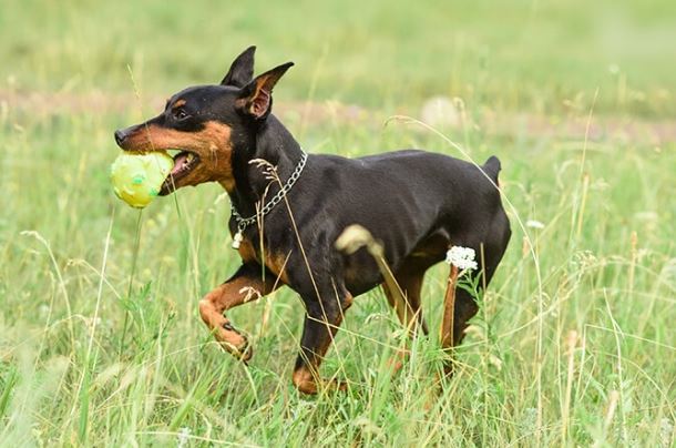 Tại sao nên cắt đuôi chó phốc khi mới sinh ra? Yếu tố vệ sinh chỉ là một phần 