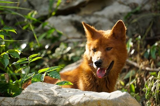 Vì sao con người chọn thuần hóa chó đầu tiên dù từng là kẻ thù không đội trời chung với nhau?