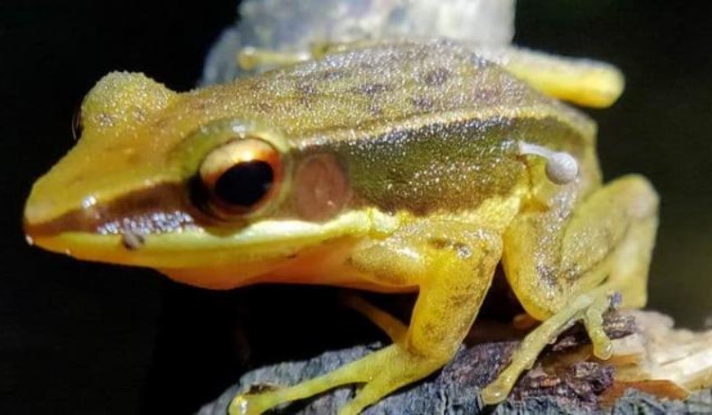 Kỳ lạ, loài nấm đầu tiên trên thế giới mọc lên từ một con ếch sống