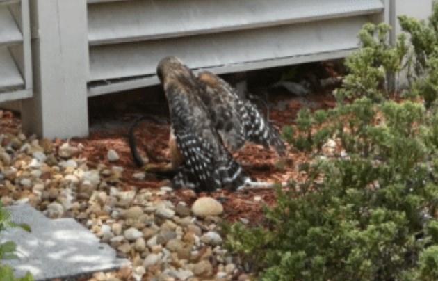 Clip: Cuộc chiến kịch tính giữa kẻ săn mồi và con mồi đã diễn ra khi diều hâu vai đỏ lao xuống tấn công một con rắn Indigo đen bóng