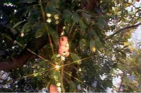 Tây Du Ký: Bí ẩn rùng rợn về cây nhân sâm ở Ngũ Trang Quán khiến Tôn Ngộ Không nổi giận quật đổ