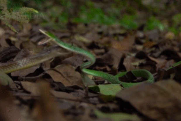 Clip: Cuộc chạm trán bất ngờ của rắn roi với kẻ thù không nọc độc và kết cục không ai ngờ