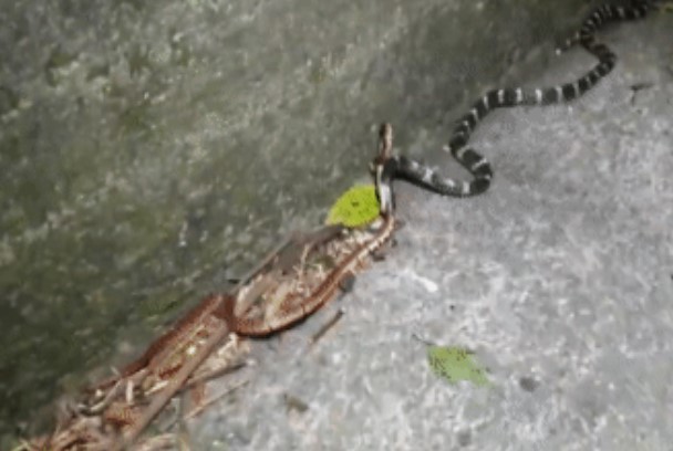 Clip: Cuộc đụng độ sinh tử đã diễn ra giữa hai loài rắn cực độc