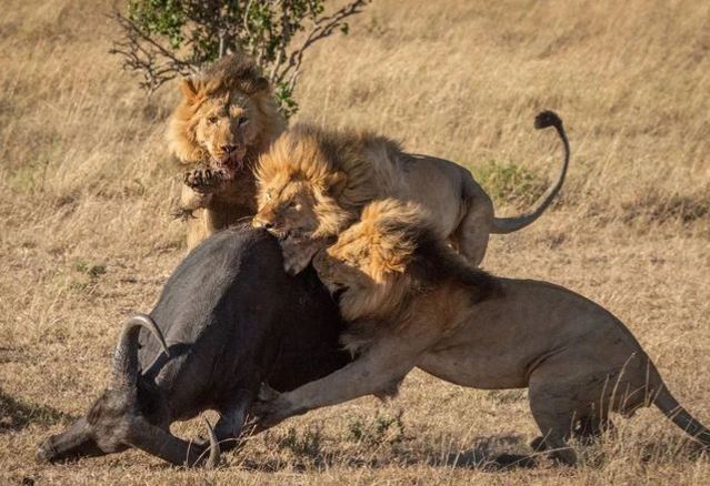 Tại sao các động vật ăn thịt trong tự nhiên thích săn động vật ăn cỏ hơn?