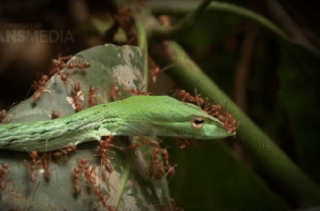 Clip: Rắn độc đã phạm phải một sai lầm chí mạng khi quyết định bò ngang qua một ổ kiến vàng