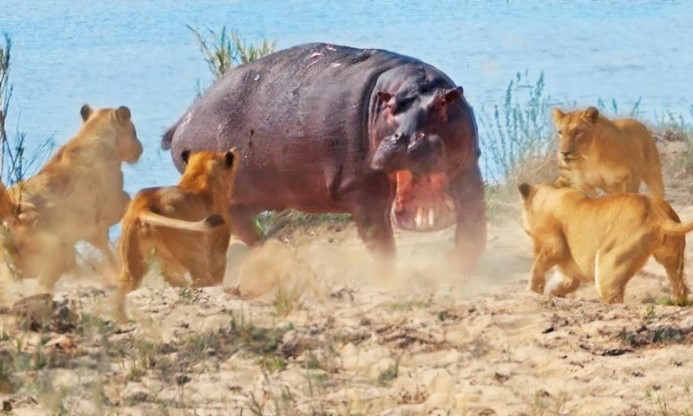 Clip: Nỗi tuyệt vọng của hà mã khi bước vào cuộc chiến với 7 con sư tử