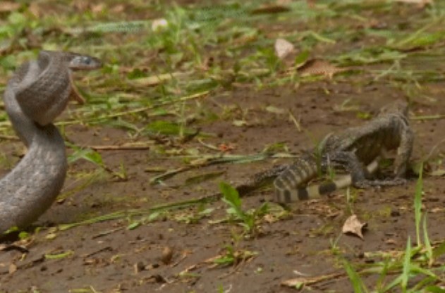 Clip: Cuộc chạm trán nảy lửa giữa kỳ đà với rắn sọc dưa