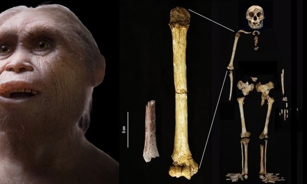 Khám phá sốc về “người khác loài bị thu nhỏ” ở Indonesia