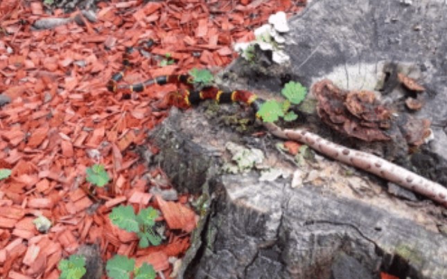 Clip: Cuộc chạm trán kịch tính giữa hai loài rắn độc tại Bắc Mỹ đã kết thúc với một kết cục không thể tàn nhẫn hơn