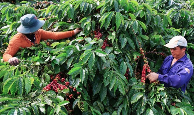 Doanh nghiệp gấp rút quy hoạch vùng trồng, đón đầu xuất khẩu xanh