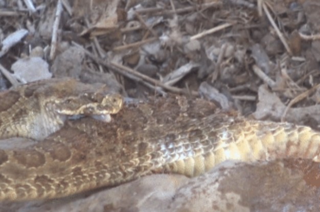 Clip: Rắn đuôi chuông "tự sát" khi bị phát hiện trong nhà hoang