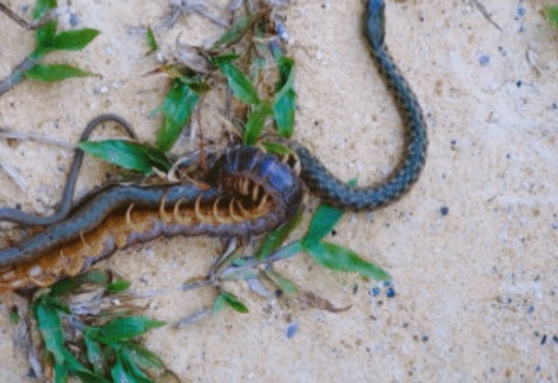 Clip: Cuộc đối đầu sinh tử giữa rắn và rết, kết thúc đầy bất ngờ