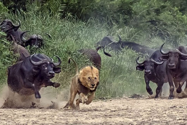 CLIP: Trâu rừng một mình ‘cân’ cả đàn sư tử vẫn khiến kẻ săn mồi ‘kinh hồn bạt vía’