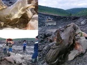Đào vàng ở Siberia, nhóm thợ mỏ phát hiện “xác ướp quái vật"