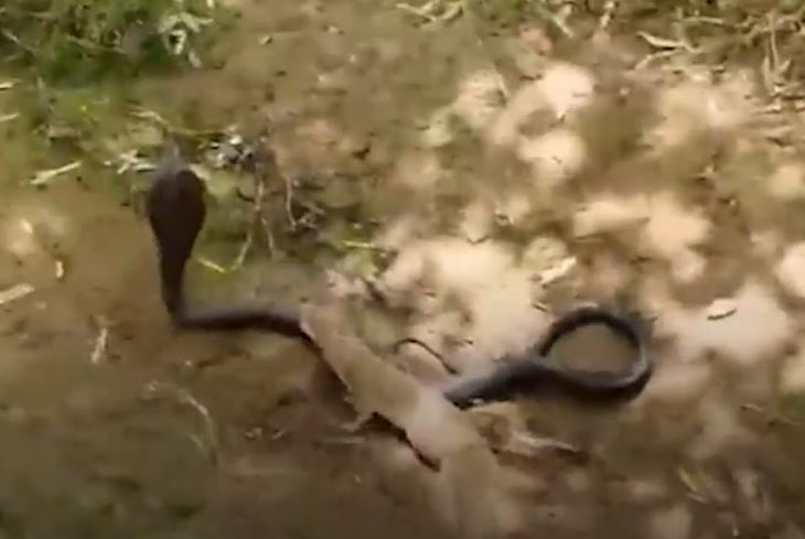 Clip: Cận cảnh cầy mangut đánh nát đầu rắn hổ mang