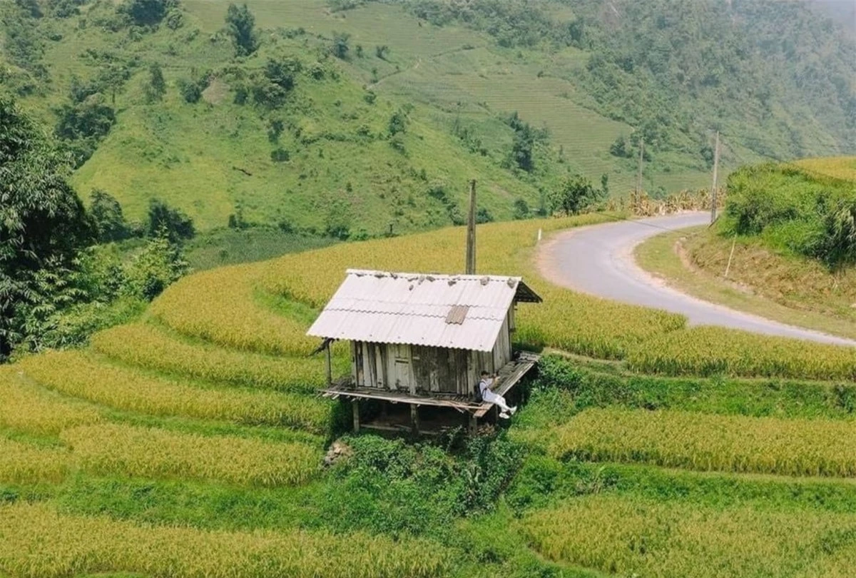 Một ngôi nhà nhỏ được bao quanh bởi những thửa ruộng bậc thang trải dài tít tắp đến tận sườn đồi. Màu xanh của lúa đang dần ngả sang vàng, chỉ cuối tháng 8 sang tháng 9, Sa Pa sẽ khoác lên mình tấm áo mới vàng óng quyến rũ của mùa lúa chín.