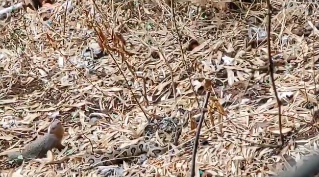 Clip: cầy Mangut đối đầu với rắn lục Russell thuộc Tứ đại nọc độc