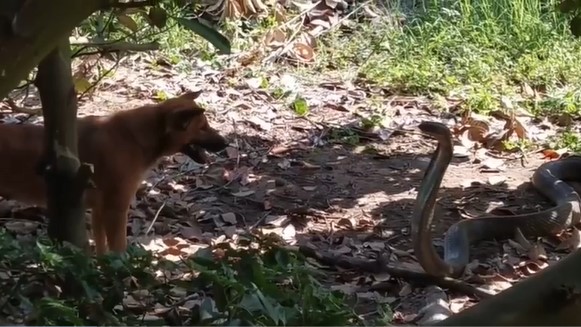 Clip: Trận chiến kịch tính giữa hai chú chó và rắn hổ mang chúa dài 3,7 mét, kẻ nào sẽ chiến thắng?